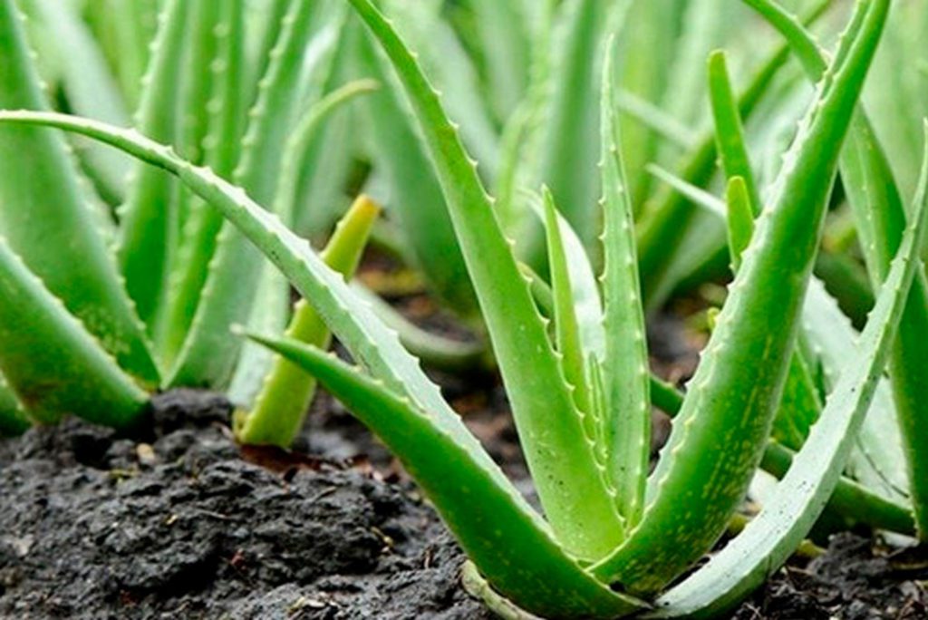 Muda Aloe Vera / Babosa - Orgânico - Planta medicinal
