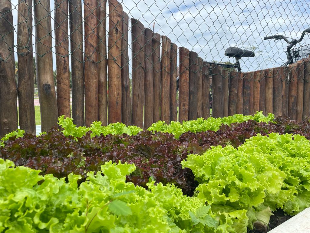 Leia mais sobre o artigo Agricultura faz primeira colheita de hortaliças na orla do Marine