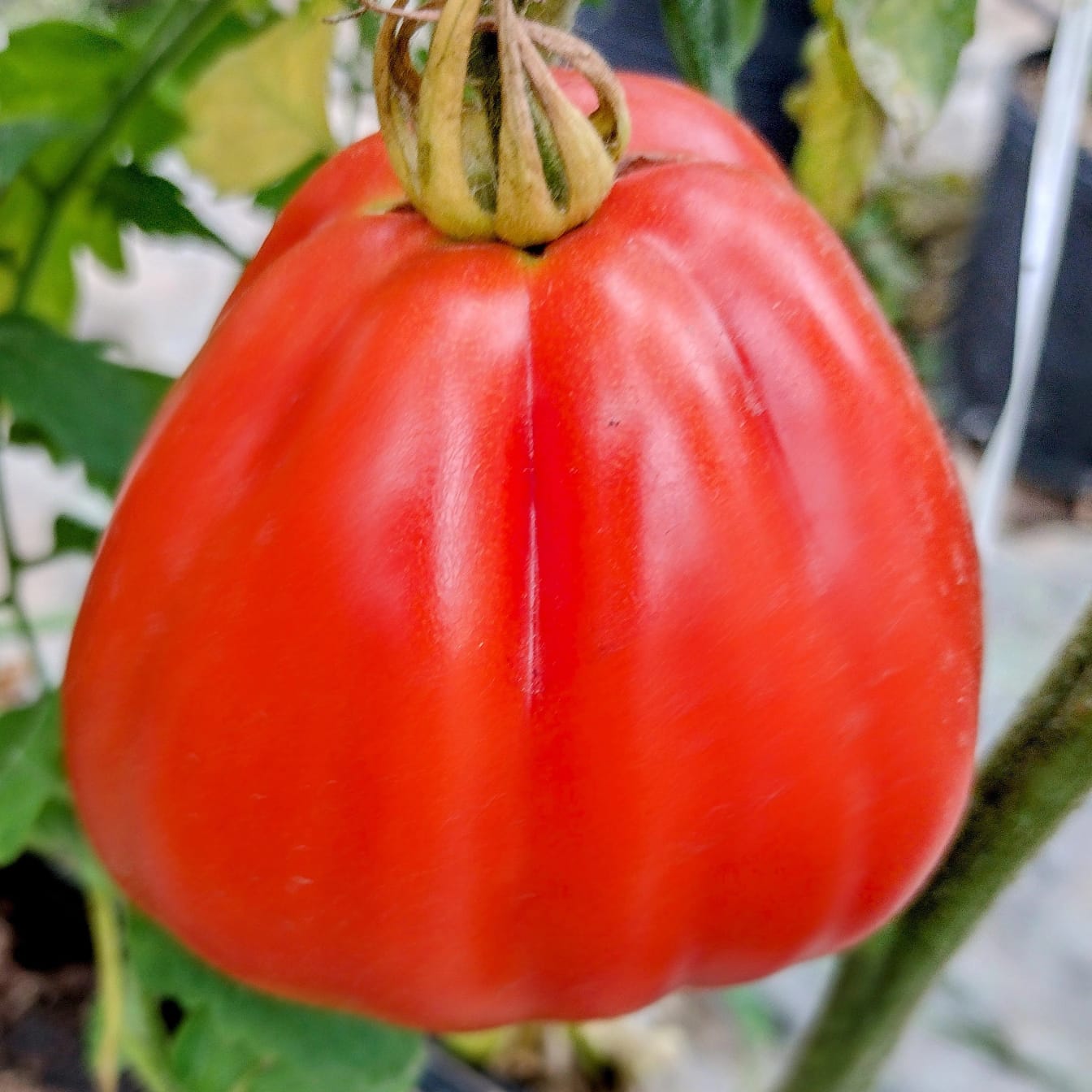 Leia mais sobre o artigo Inova Agroecologia Maricá inicia o plantio de tomates especiais