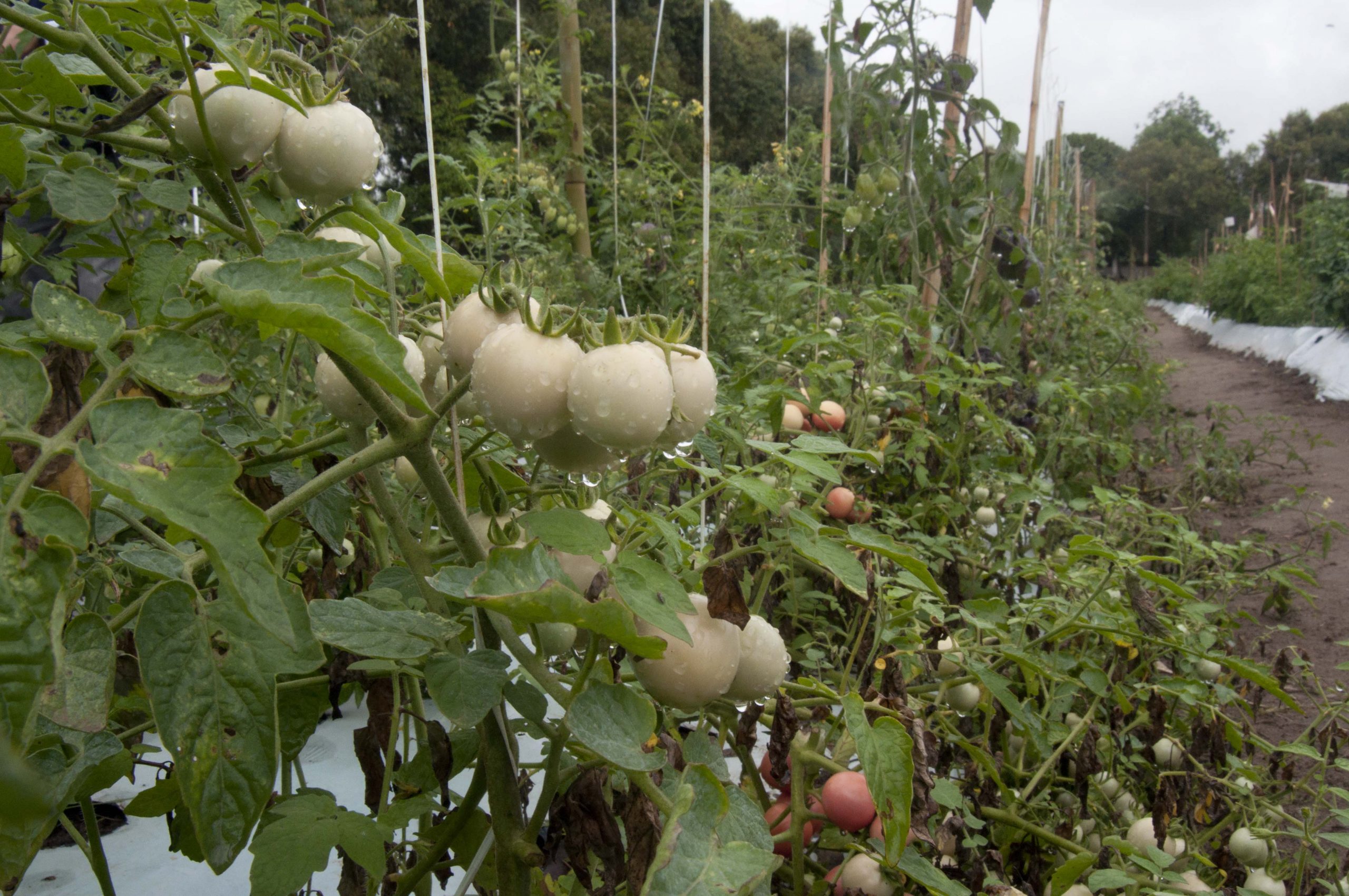 Leia mais sobre o artigo Inova Agroecologia realiza Dia de Campo de tomates gourmet coloridos neste sábado (10/06)