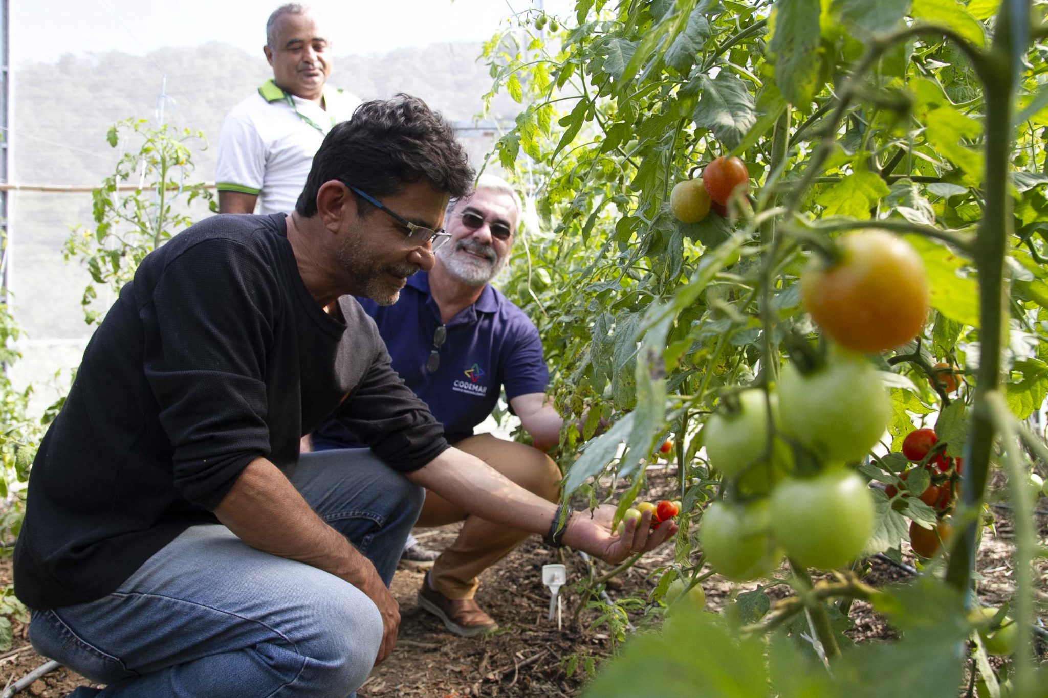 Leia mais sobre o artigo Maricá dá início à colheita de tomates gourmet coloridos na Fazenda Pública Joaquín Piñero