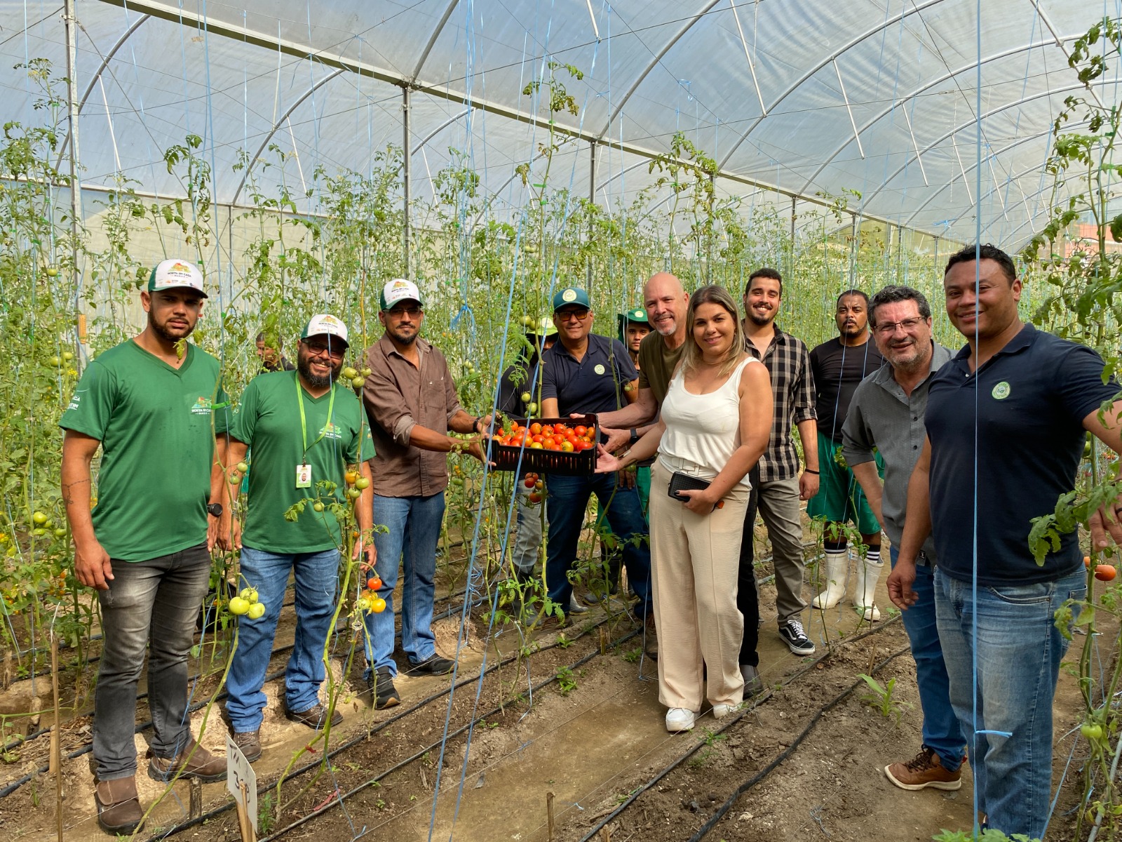 Leia mais sobre o artigo Maricá inova em sistema de cultivo e entrega 300 kg de tomates orgânicos