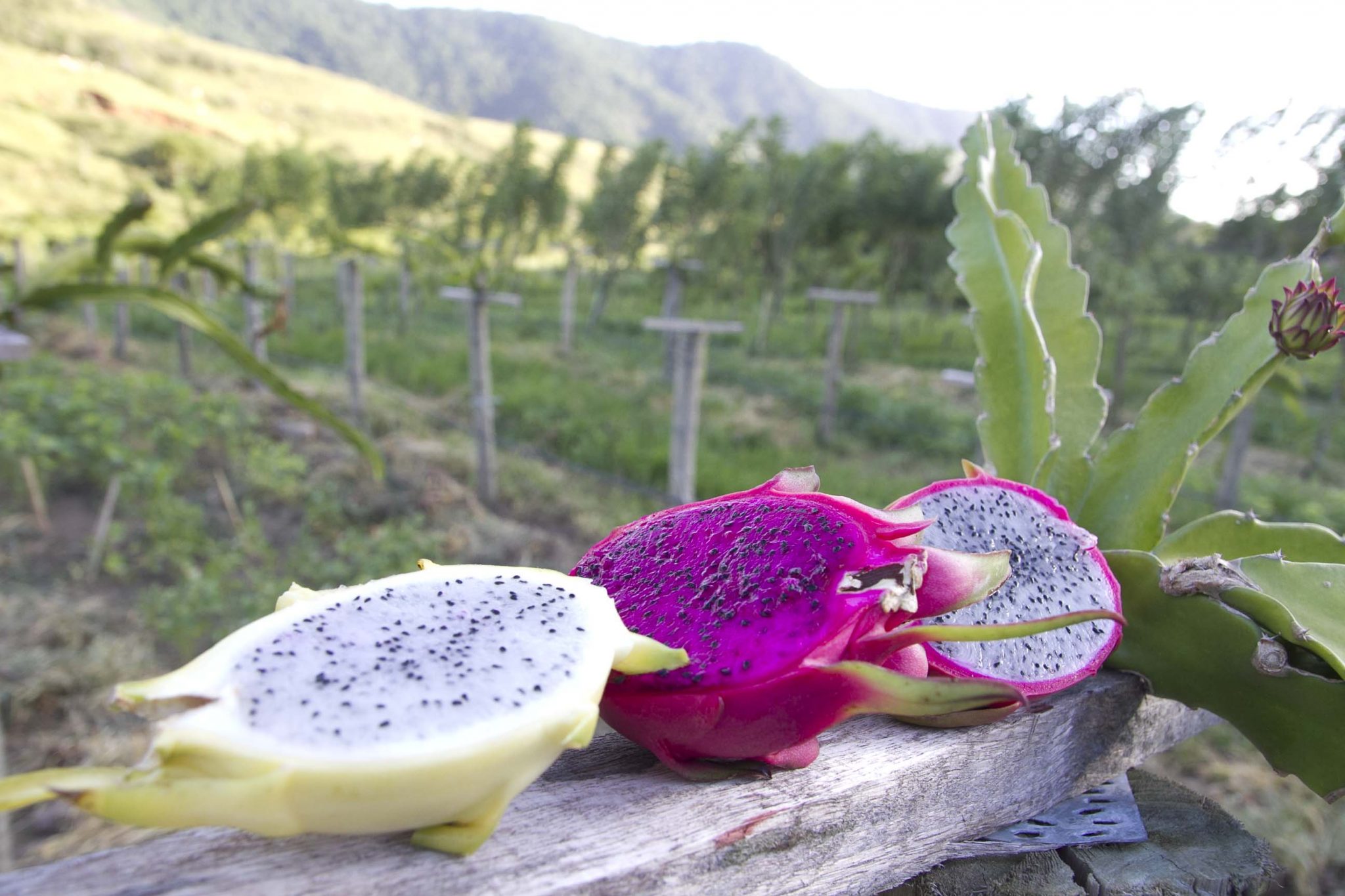 Leia mais sobre o artigo Inova Maricá abre inscrição para cursos de cultivo de pitaya e produção de caldo de cana