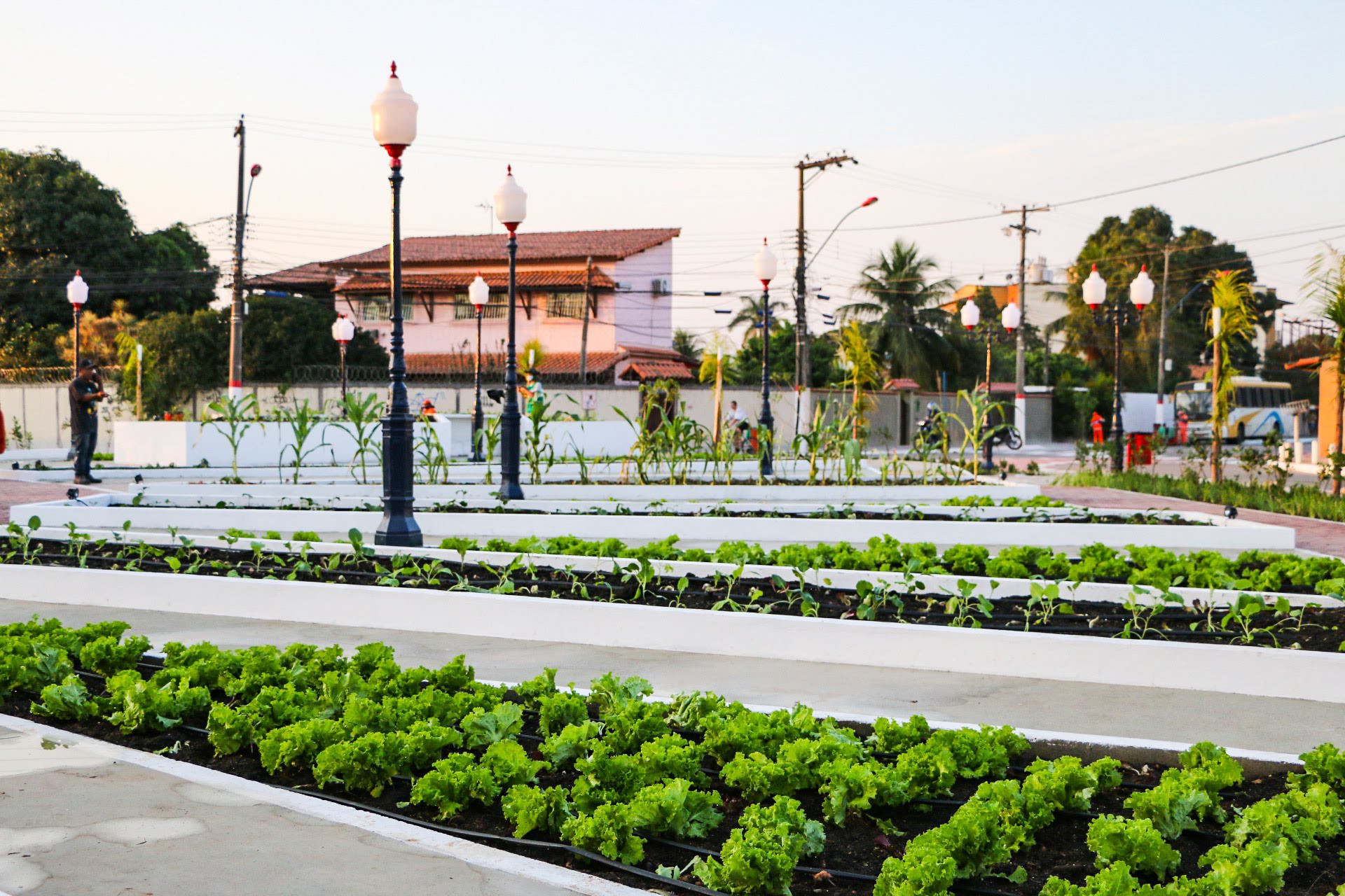 Leia mais sobre o artigo Inova promove treinamento de agricultores para enxertia em fruteiras tropicais