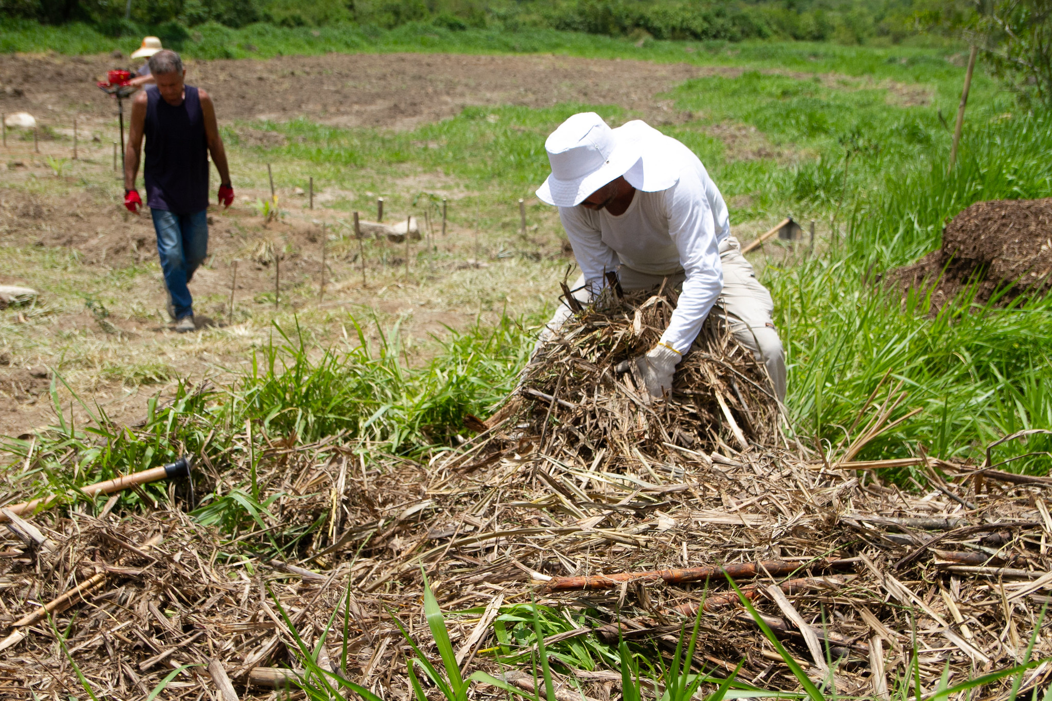 Leia mais sobre o artigo Agricultores recebem capacitação em sistemas agroflorestais