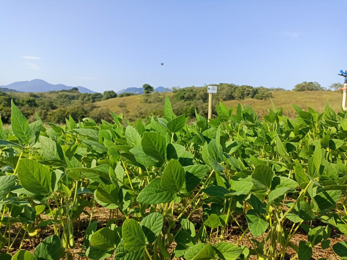 Leia mais sobre o artigo Soja asiática rica em vitaminas é produzida em Maricá