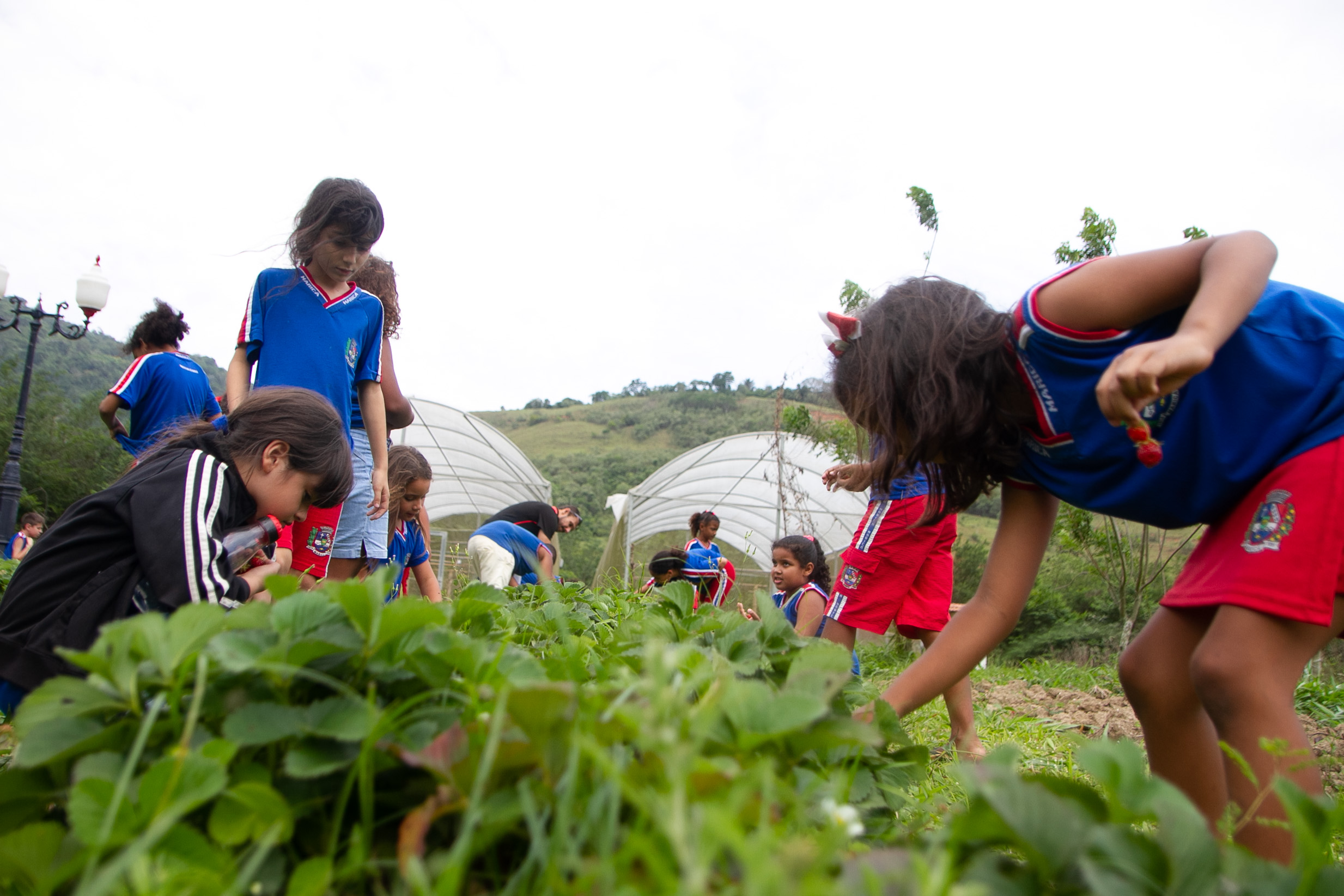 Leia mais sobre o artigo Codemar promove plantação e colheita de alimentos com alunos de escola municipal