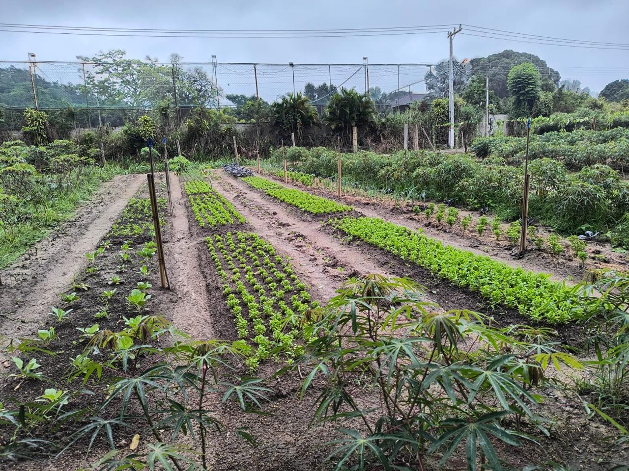 Leia mais sobre o artigo Projetos agroecológicos da Codemar realizam assistência técnica com Associação de Agricultores do Caju