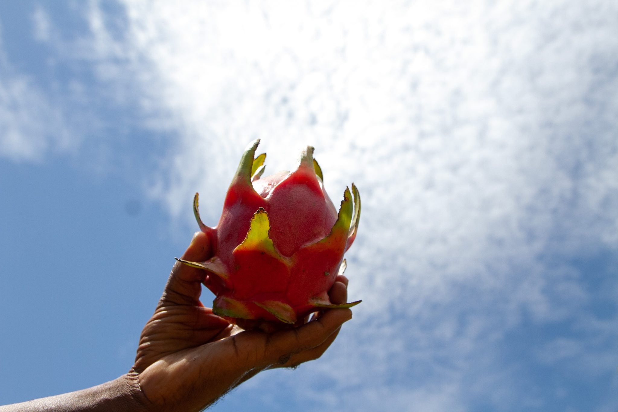 Leia mais sobre o artigo Agricultores de Maricá recebem informações técnicas e mudas para o cultivo de pitayas